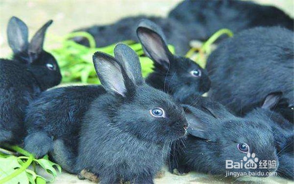 家兔繁殖中如何提高繁殖率