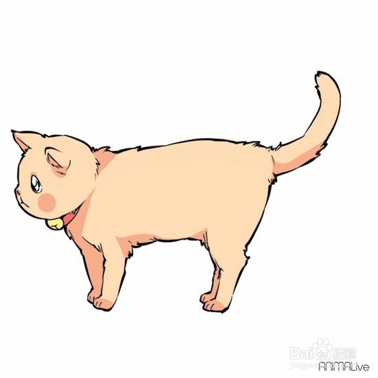 猫的尾巴代表着什么意思