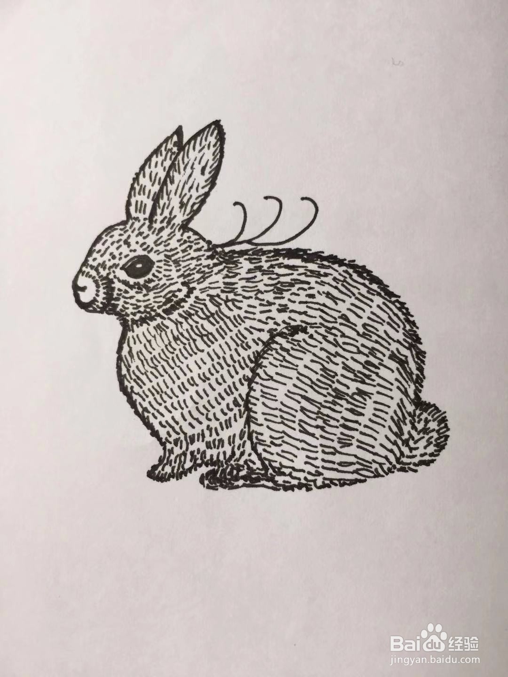 茉莉手绘之兔子