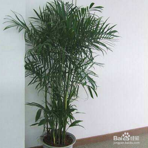 家里养的竹子叶子发黄怎么办？