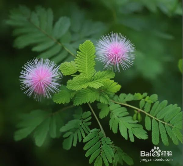 含羞草不适合放在室内养
含羞草
含羞草的诗词及其出处