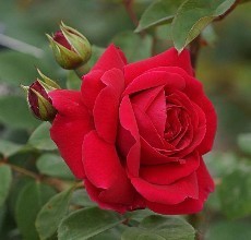 月季花怎么饲养