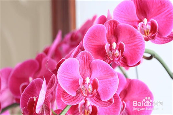 蝴蝶兰的养殖方法与注意事项。