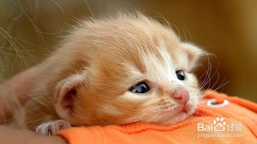 猫咪会游泳吗？