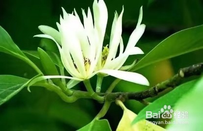 办公室里养这几种植物,让大家一整天精神抖擞