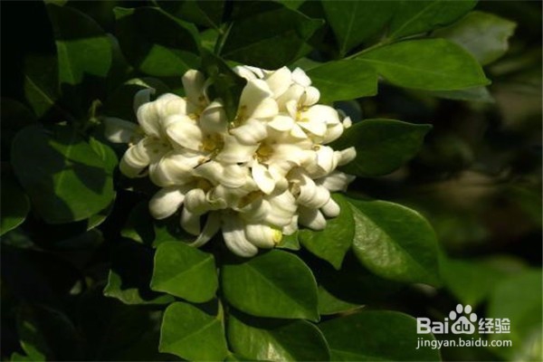 九里香的养殖方法和注意事项有哪些？