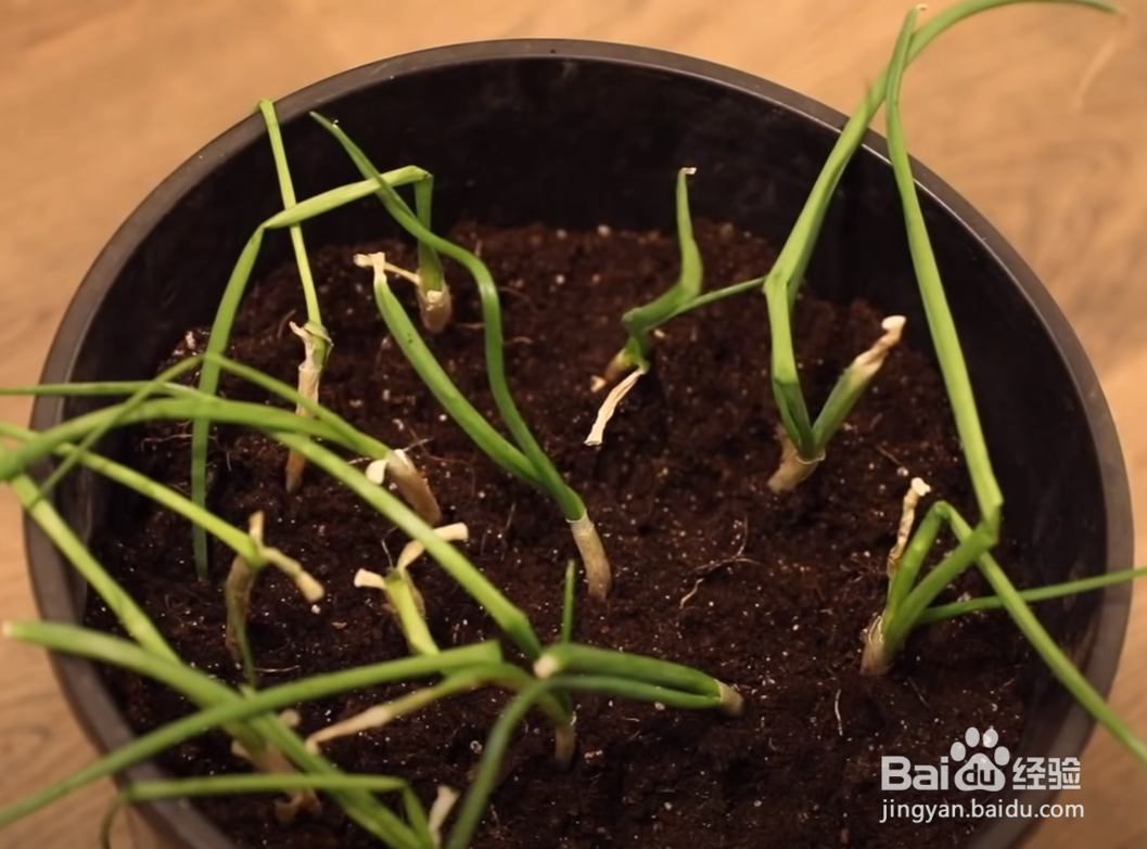 如何在家种葱