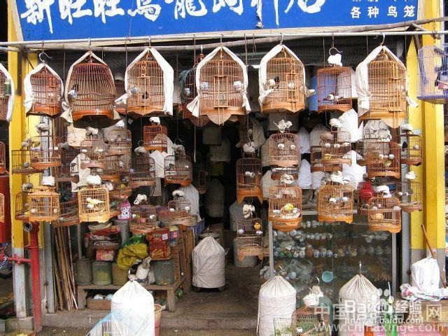 创业实战分析鸟类销售店