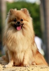 宠物狗的品种有哪些？