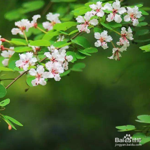 羊蹄甲与洋紫荆的区别是什么？