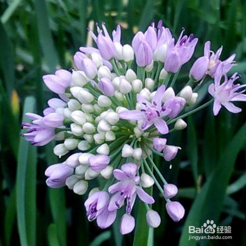 山韭的培育方法和注意事项