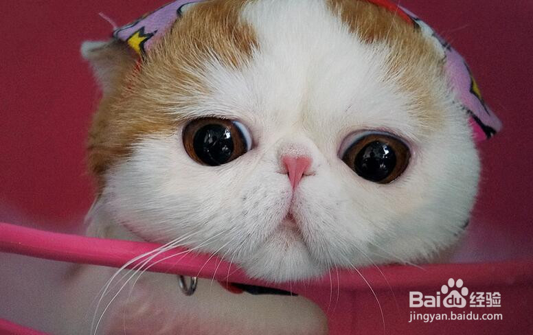 加菲猫如何才能养好