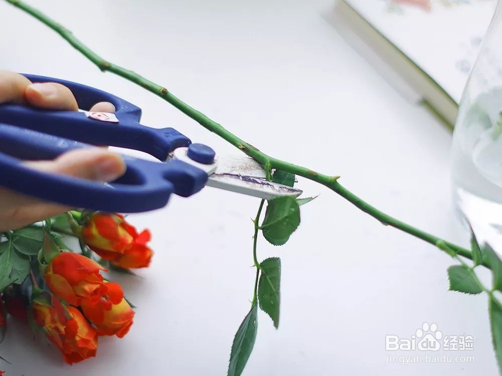 花小好鲜花多头玫瑰养护