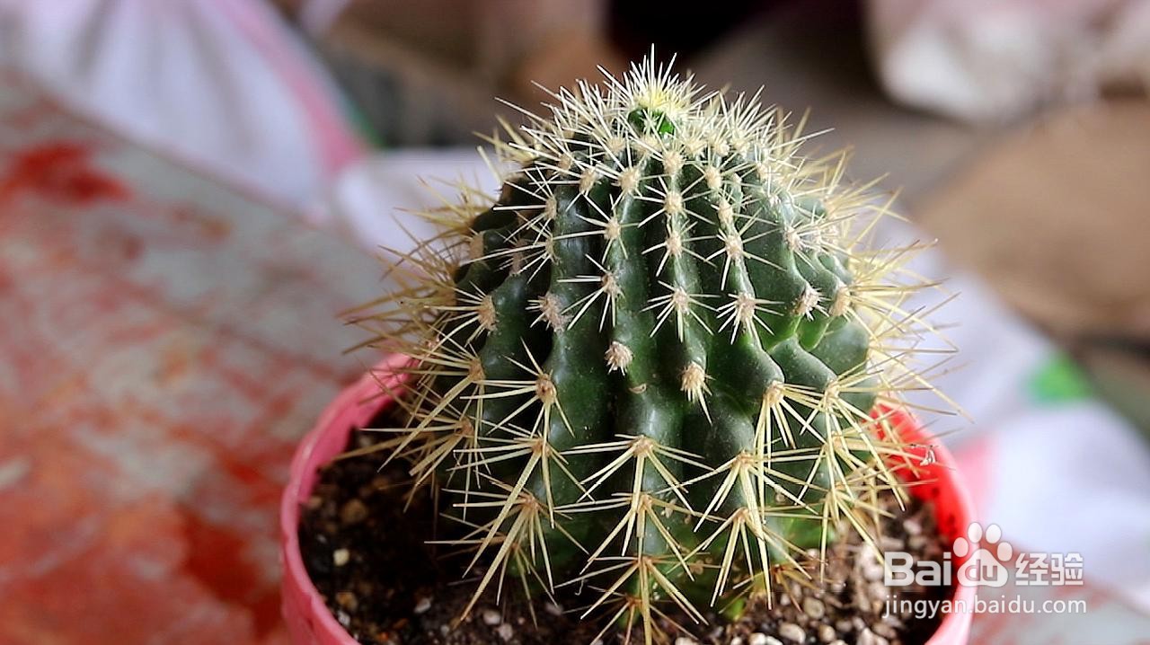 仙人球种植方法和注意事项