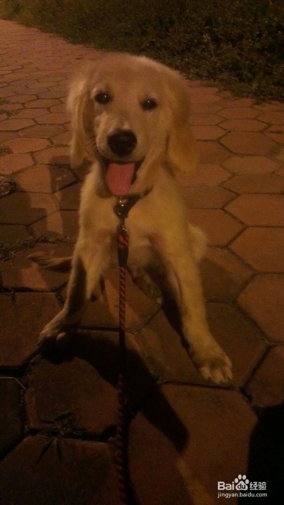 你无可替代的小伙伴。