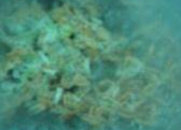 虾皮萝卜丝汤的制作