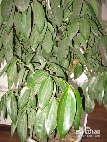 平安树的养殖方法