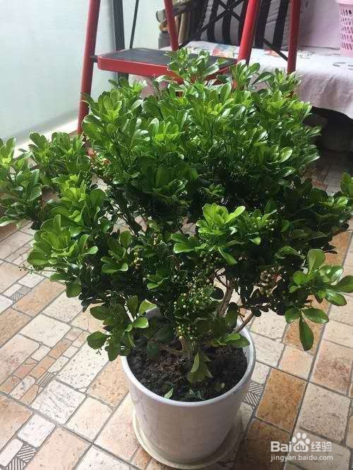 想要米兰开花满盆、开花香，养护要注意这几点