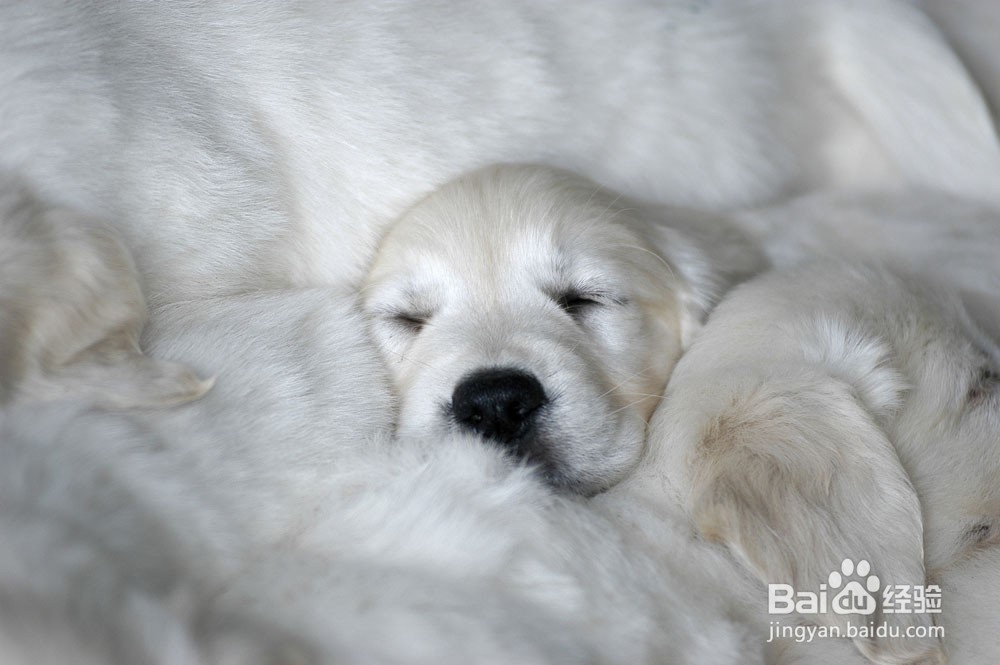 怎样养好宠物狗