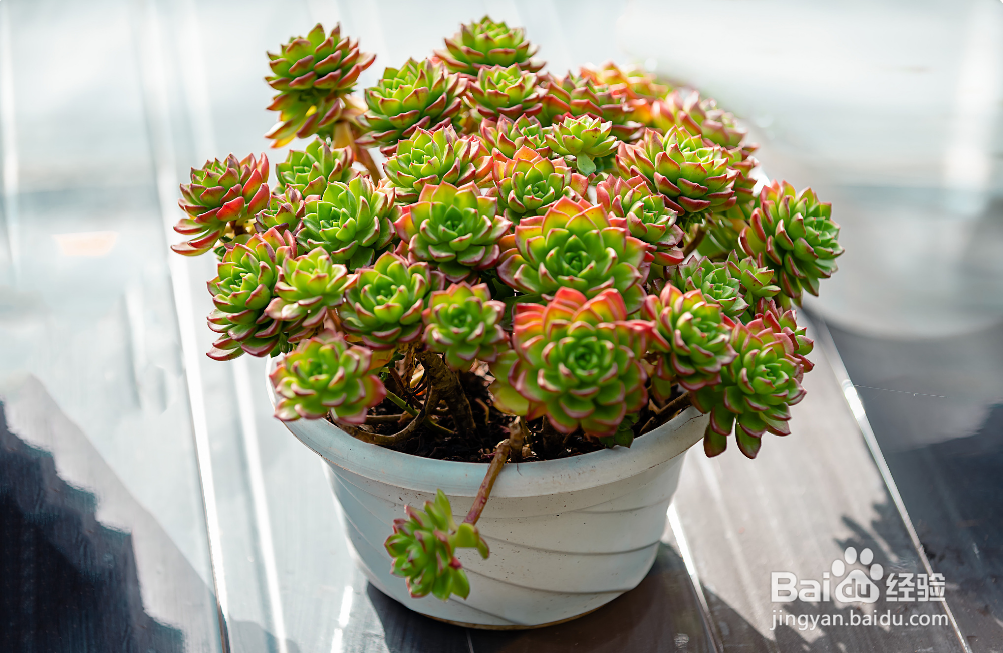 新手如何养多肉植物