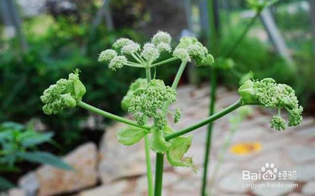 当归的增产管理和肥水管理都有哪些要点？