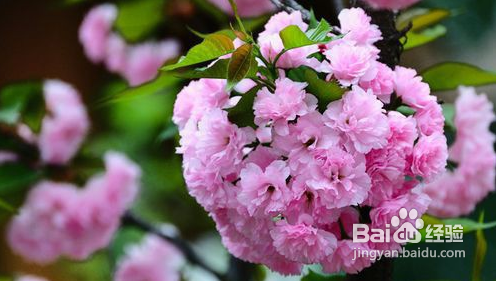 国内最美赏花地