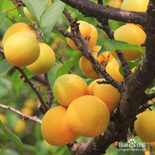 杏梅的培育方法和注意事项