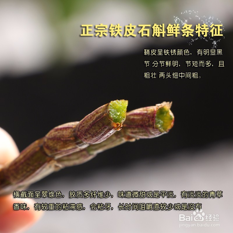 怎么区分霍山石斛和铁皮石斛