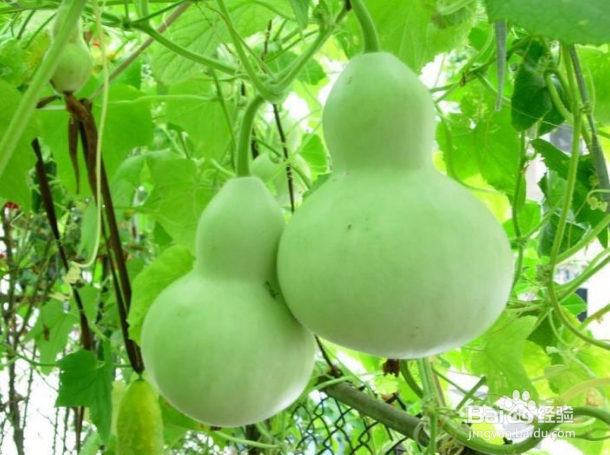 生葫芦如何制作为干葫芦