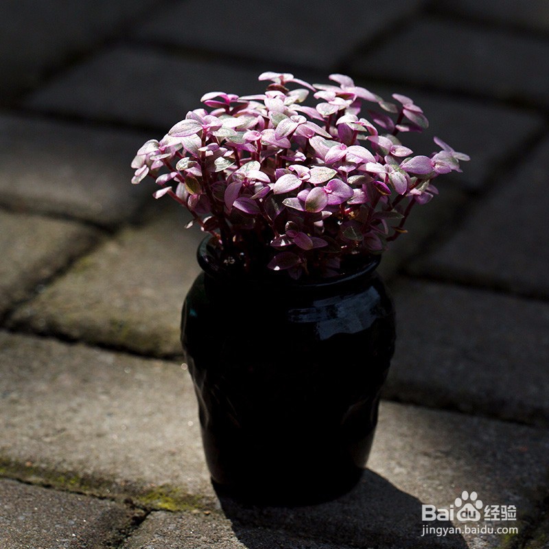 夏天多肉能淋雨吗