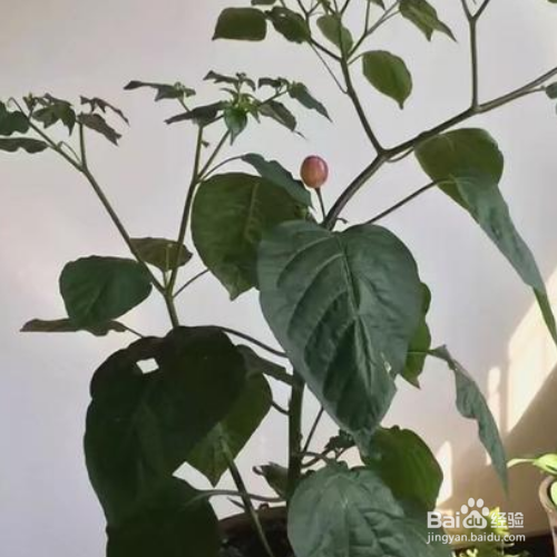 绿罗兰怎么养殖方法