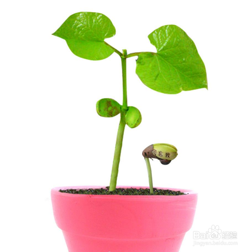 种植物的步骤
