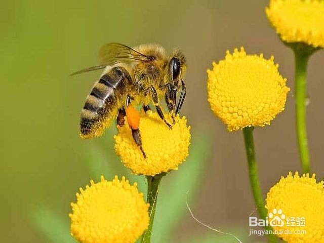 蜜蜂是怎么采蜜的