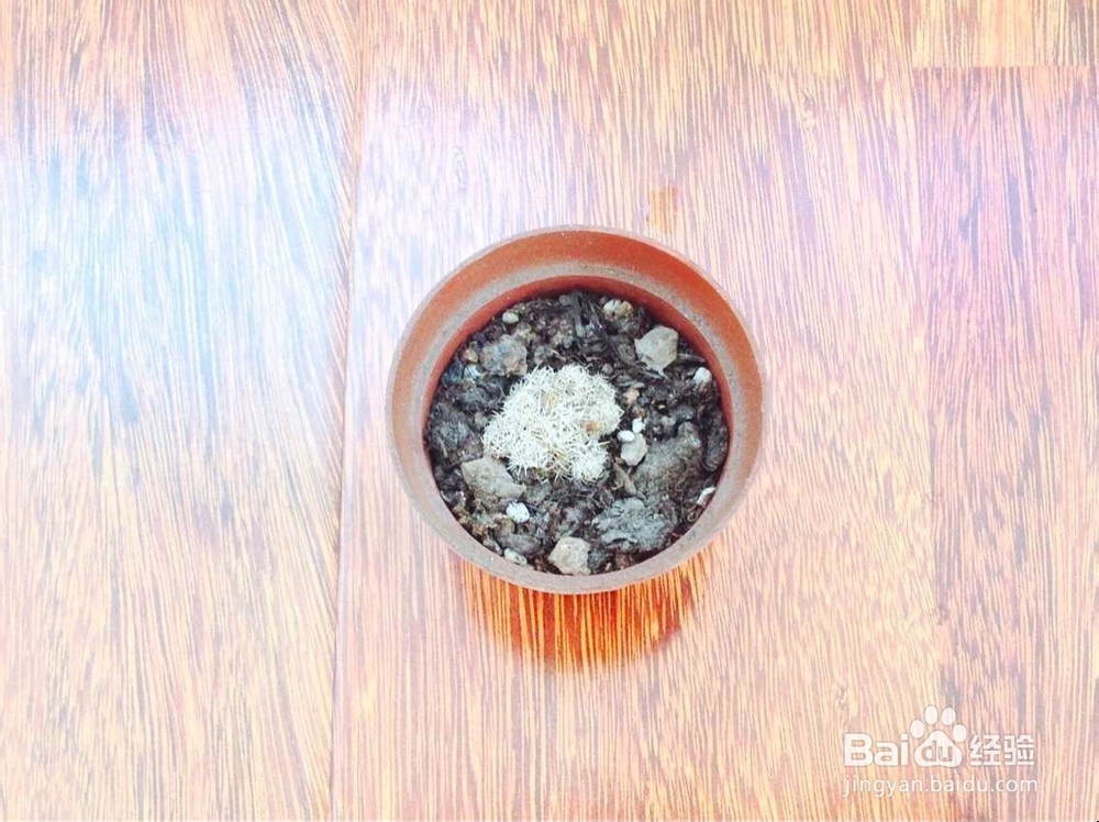 如何养仙人球呢？