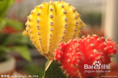 仙人球养护技术要点介绍