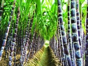 甘蔗的养生功效与作用