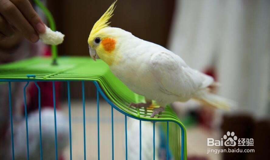 玄凤鹦鹉夏天怎样度过
