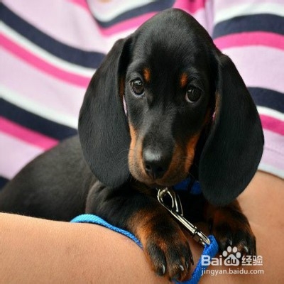 狗狗烫伤怎么办