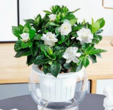 栀子花应该怎么样养护