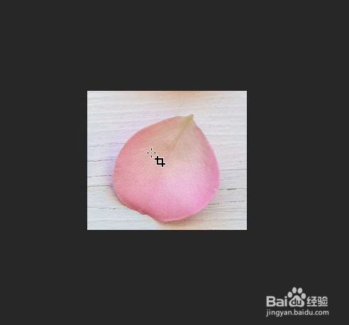 PS怎样制作花瓣画笔预设批量画花瓣