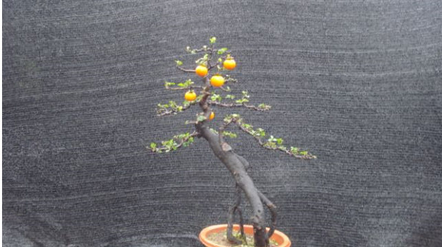 金弹子雄花和雌花的区别是什么