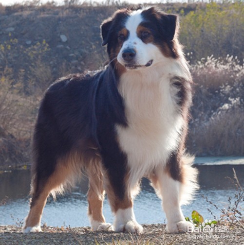 澳大利亚牧羊犬不能吃的东西有哪些？