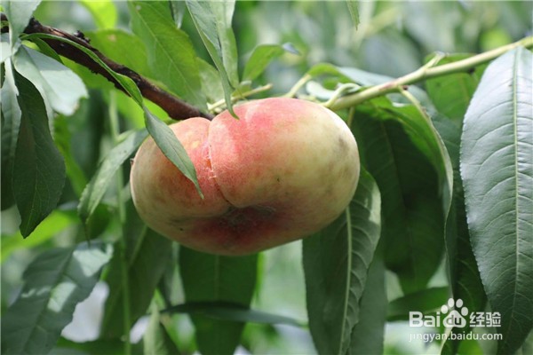 桃子表皮长了锈斑还能吃吗