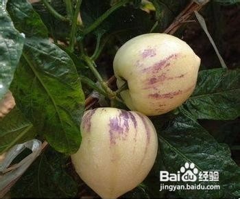 人参果的营养功效