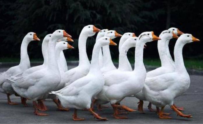 (4)要是在路上碰到鹅,我们就得绕个大圈子才敢走过去。(改为双重否定句)