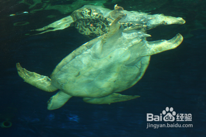 温哥华水族馆:水中舞动的精灵们