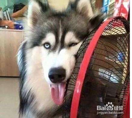 狗狗中暑的表现