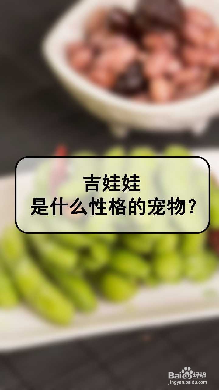 吉娃娃是什么性格的宠物？