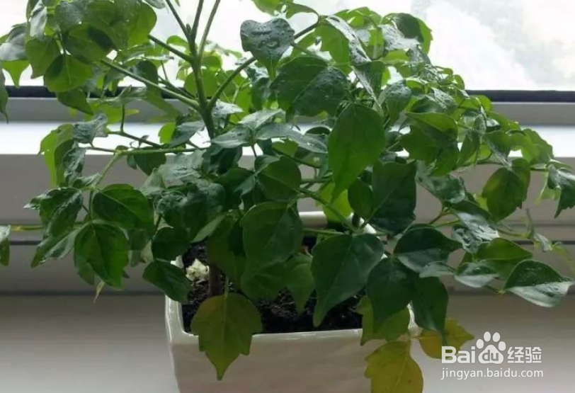 怎样判断幸福树缺水