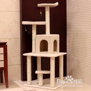 正规猫舍缅因猫领取步骤及养一只缅因猫的条件